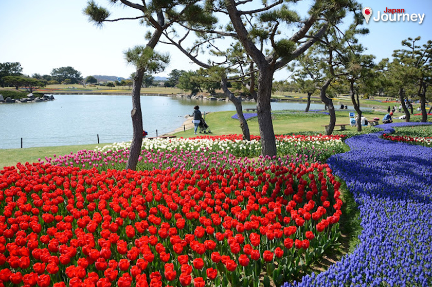 สวนริมทะเลอุมิโนะนาคามิจิ (Uminonakamichi Seaside Park)