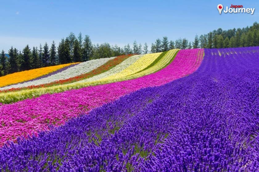ทุ่งดอกไม้ฟูราโนะในฮอกไกโด ประเทศญี่ปุ่น ความสวยงามที่น่าตื่นตาตื่นใจในฤดูร้อน